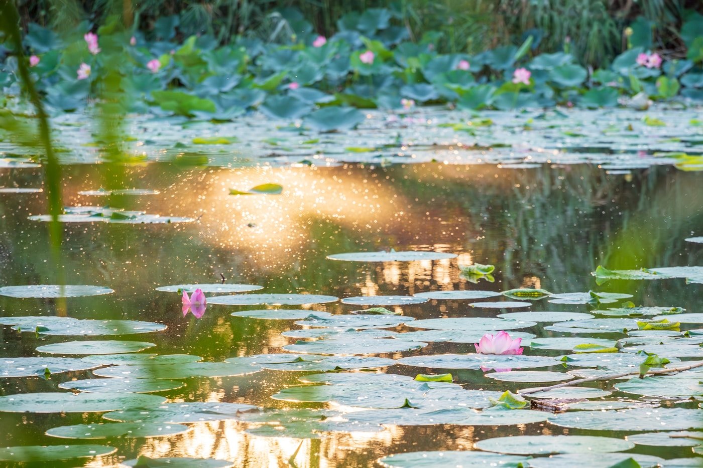 Pristine lotus pond at golden hour where makhana is grown